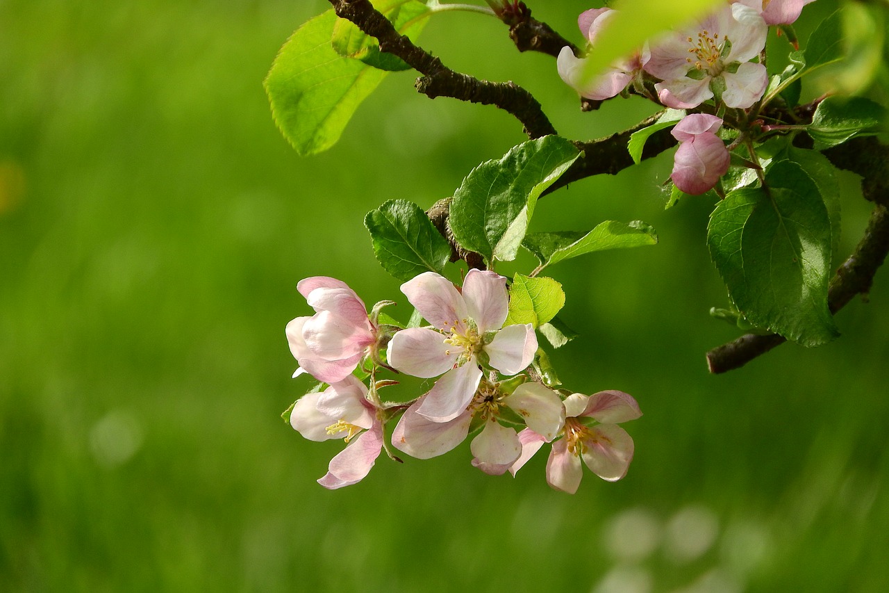 Apfelblühte am Baum